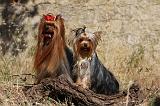 YORKSHIRE TERRIER 508